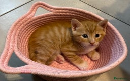 Mixed Breed cats for sale: ADOPT NOW! SWEET BLACK TUXEDO MALE TABBY LEFT - Image 7
