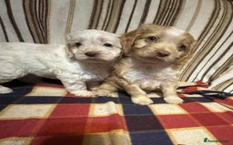 Cockapoo dogs for sale: F1 beautiful  cockapoo puppy’s  - Image 3