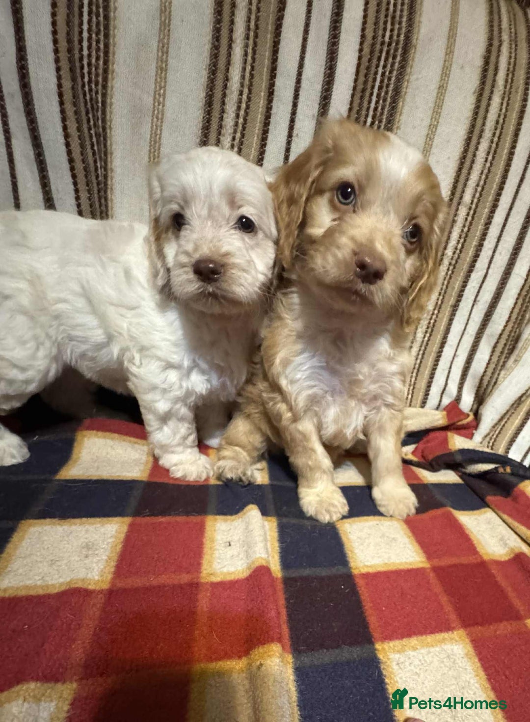 Cockapoo dogs for sale: F1 beautiful  cockapoo puppy’s  - Image 3