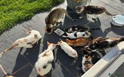 Mixed Breed cats for sale: Gorgeous kittens for Sale - Image 10