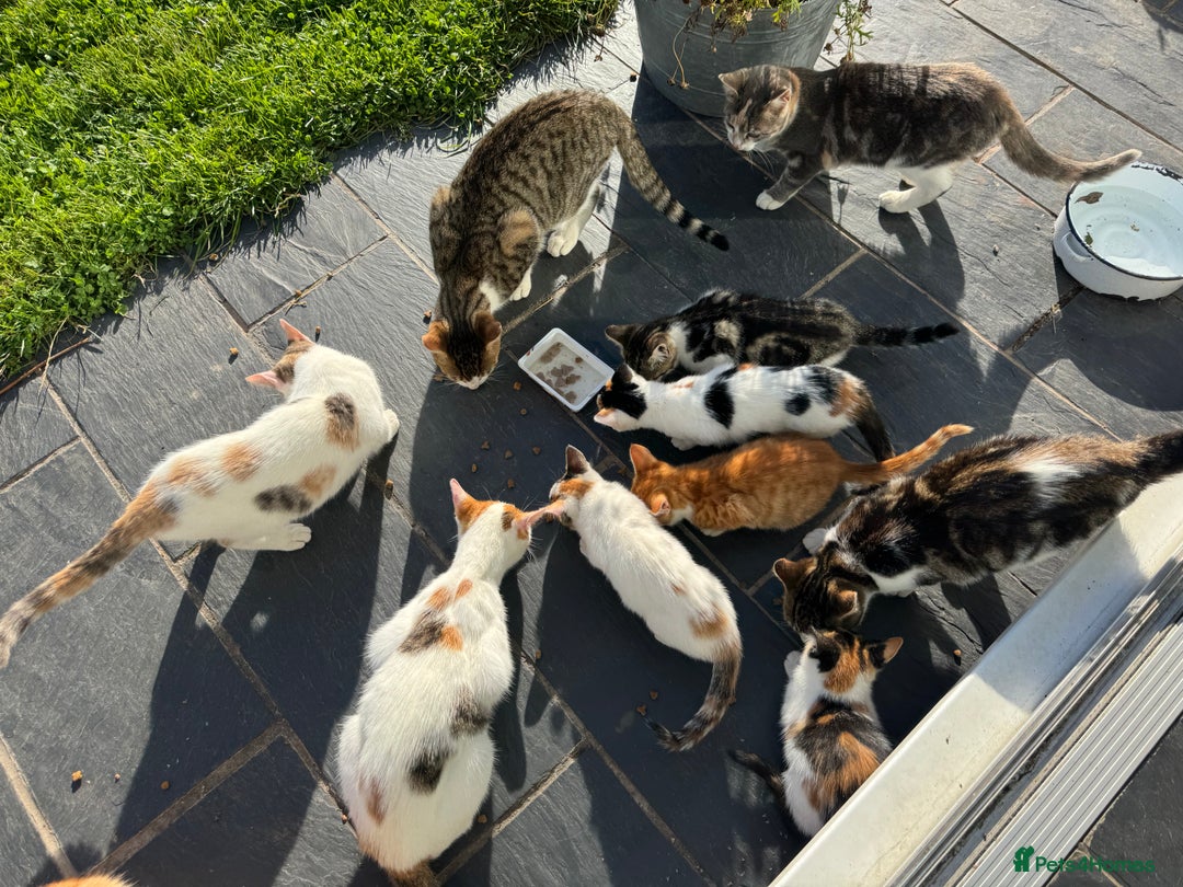 Mixed Breed cats for sale: Gorgeous kittens for Sale - Image 10