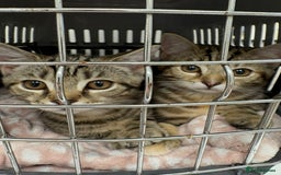 Domestic Shorthair cats for sale: Kittens for re-homing - Image 3