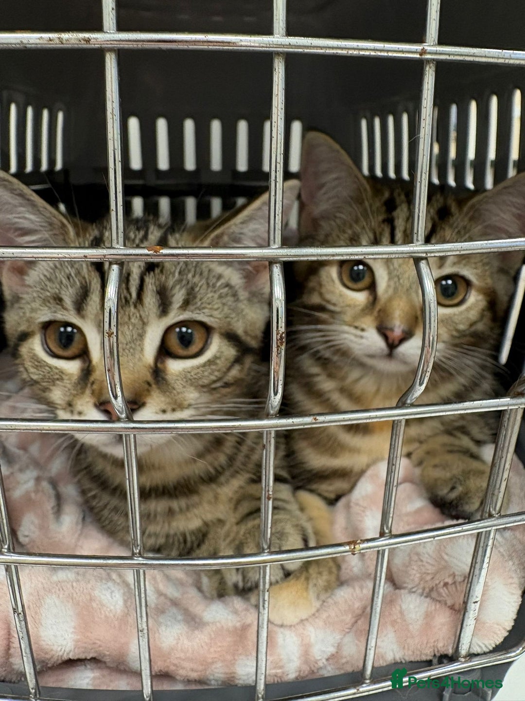 Domestic Shorthair cats for sale: Kittens for re-homing - Image 3