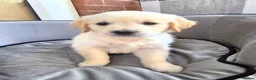 Golden Retriever dogs for sale: Cream Male Golden Retrievers - Advert 6