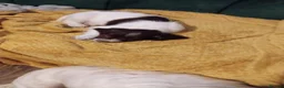 English Springer Spaniel dogs for sale: English springer spaniel puppies  - Advert 2
