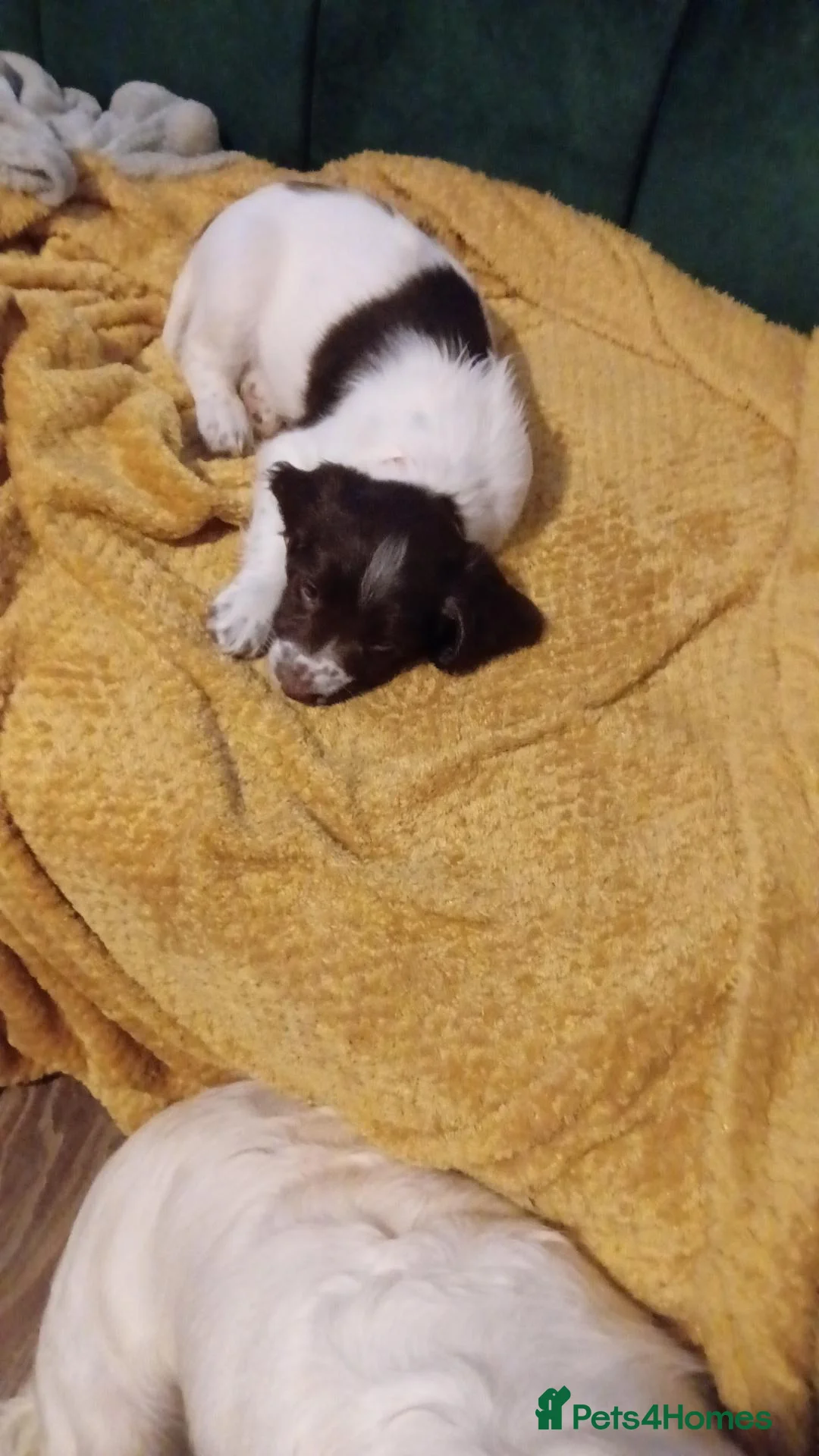 English Springer Spaniel dogs for sale: English springer spaniel puppies  - Advert 2