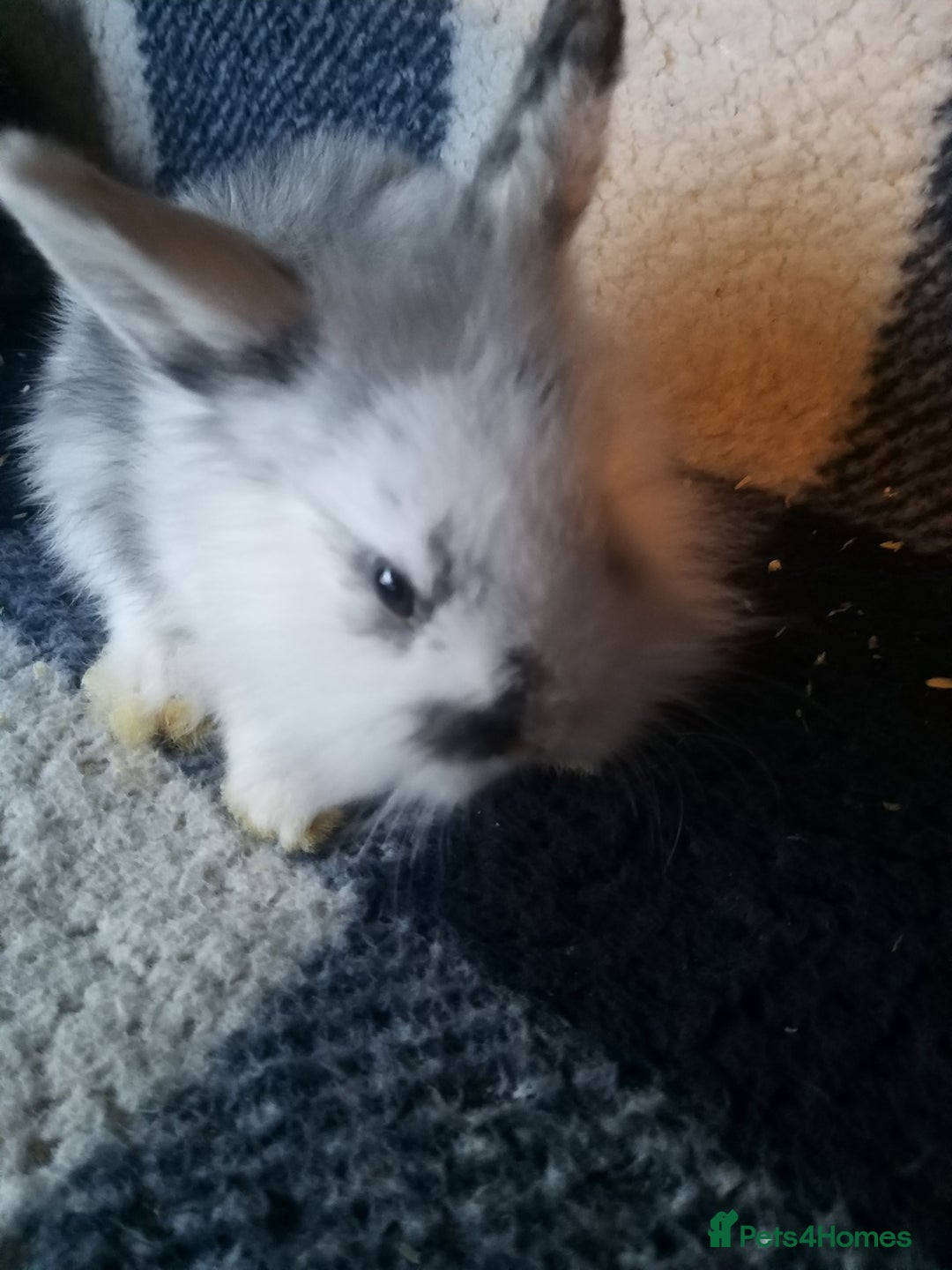 Lionhead rabbits for sale: Blue harlequin Mini lion lops  - Image 5