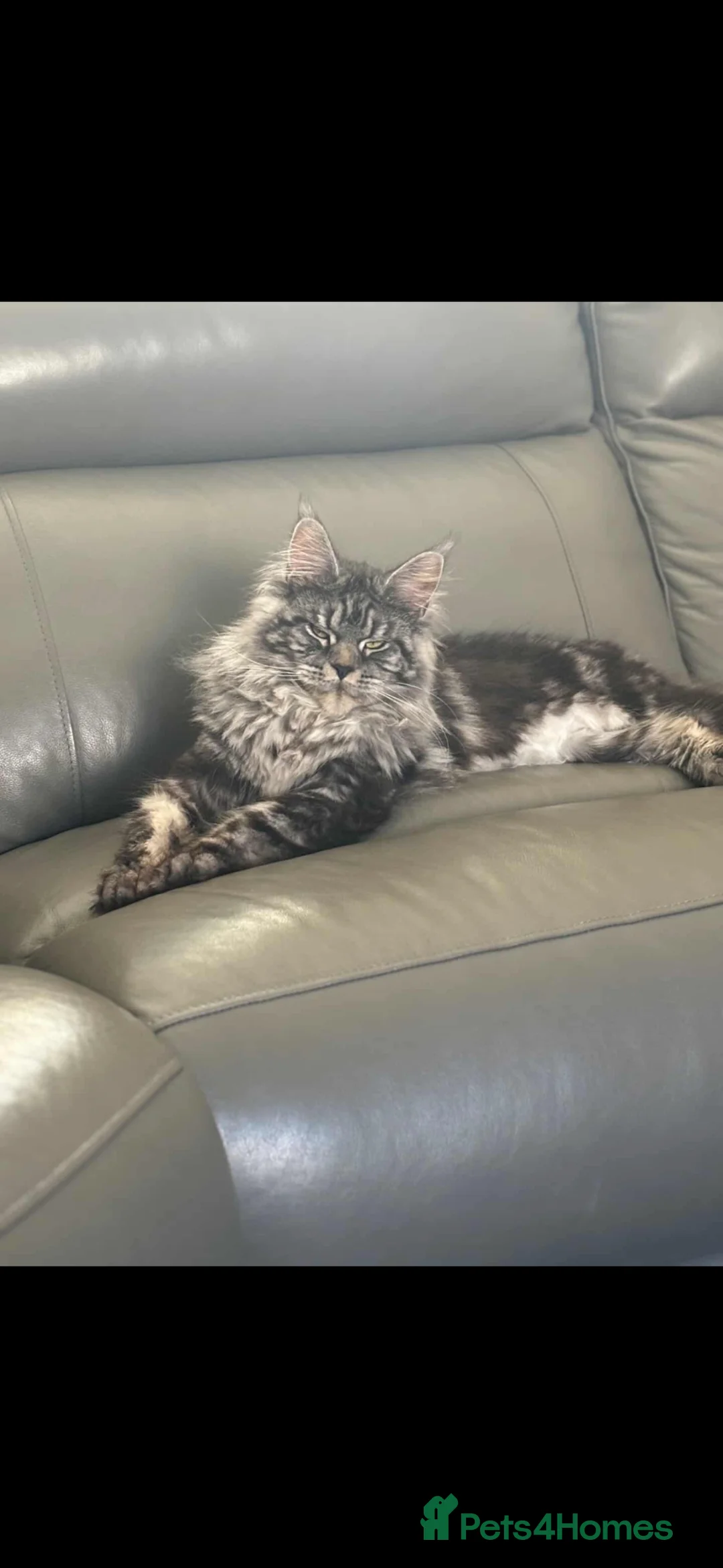 Maine Coon cats for sale: Stunning TICA Registered Male Maine Coon Ready Now - Advert 6