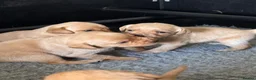 Labrador Retriever dogs for sale: Beautifully bred Labrador puppies in Sidmouth - Advert 5