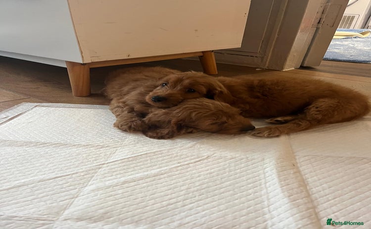 Cockapoo dogs - Advert 13