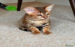 Savannah cats for sale: TICA Reg F3 Savannah Female Kitten ONE LEFT - Image 25