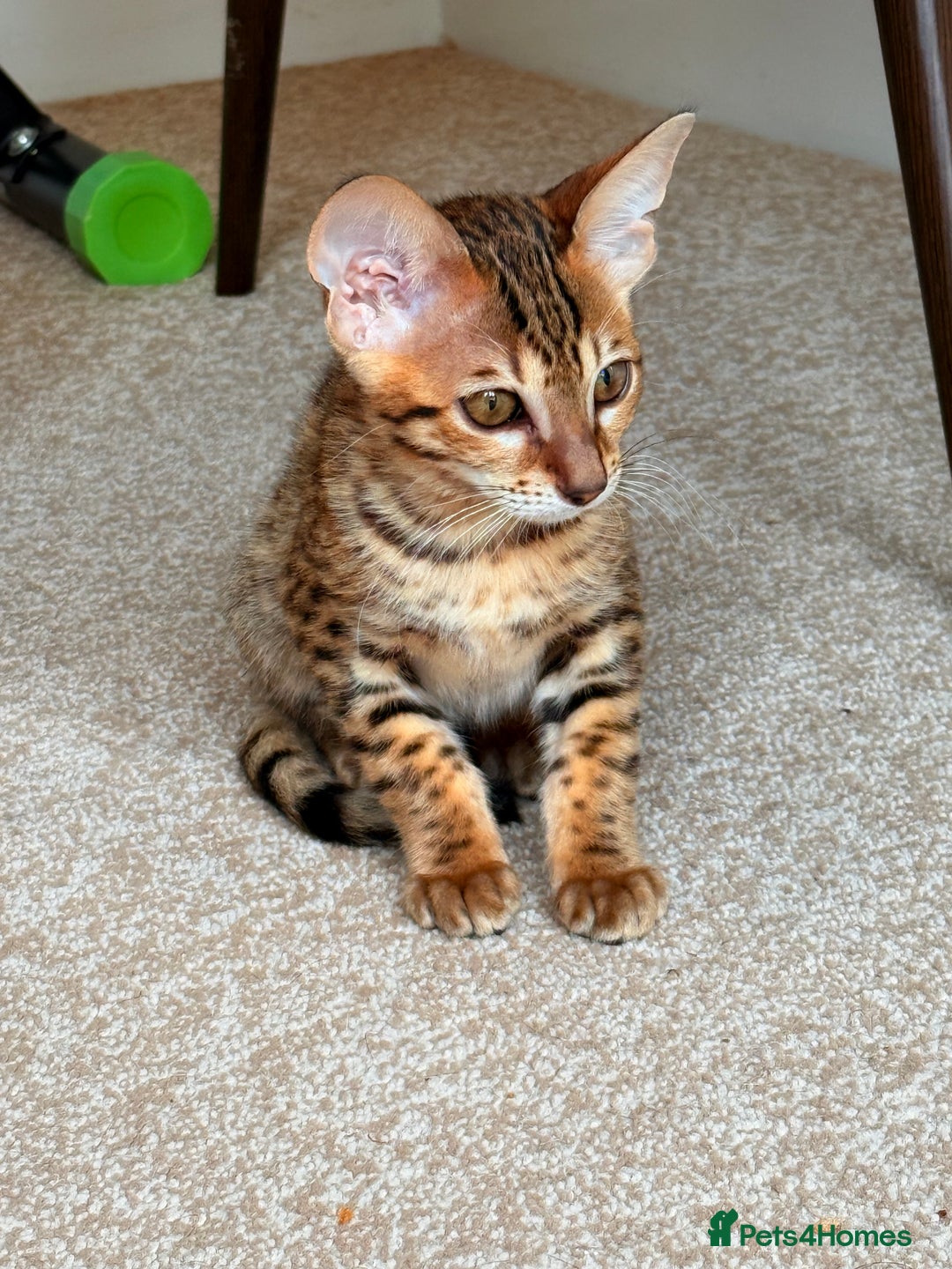 Savannah cats for sale: TICA Reg F3 Savannah Female Kitten ONE LEFT - Image 25