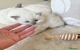 Ragdoll cats for sale: Blue Point Ragdoll Kittens! - Image 9