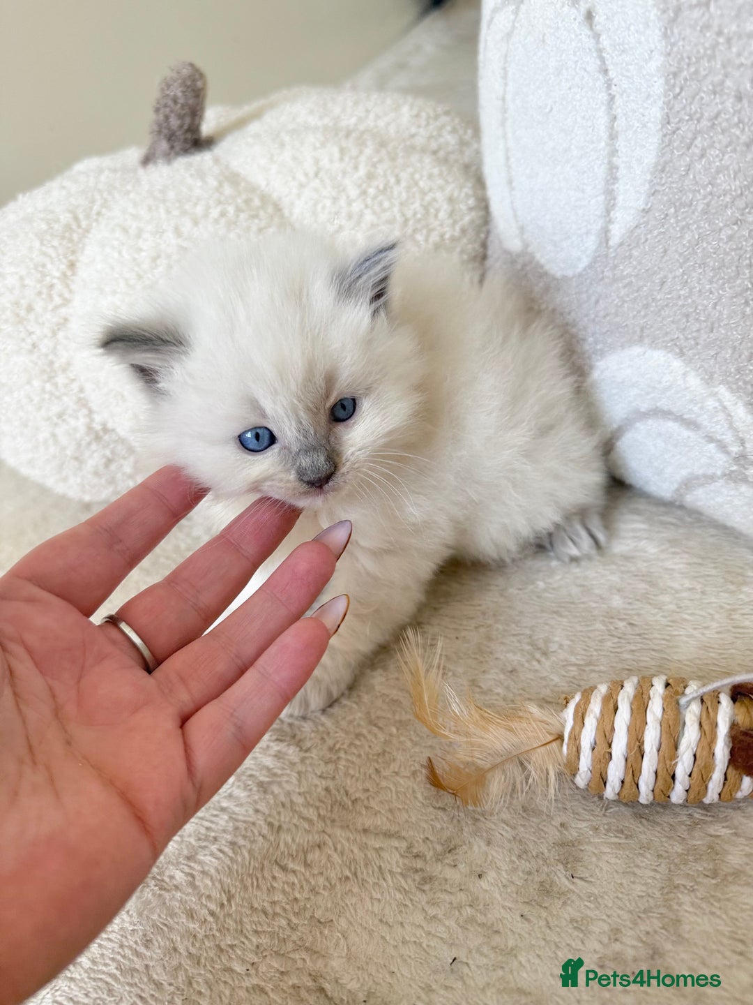 Ragdoll cats for sale: Blue Point Ragdoll Kittens! - Image 9