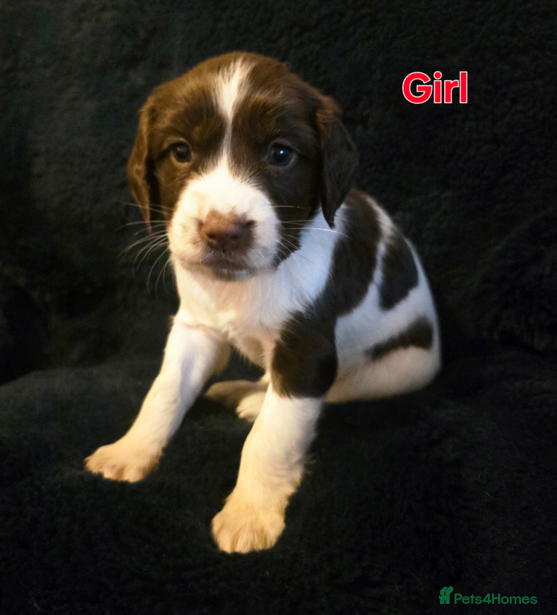 Sprocker dogs Beautiful sprocker puppies  - Advert 2