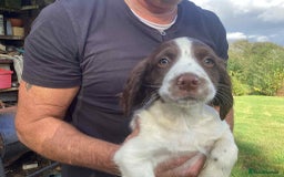 English Springer Spaniel dogs for sale: English Springer Spaniels - Image 3