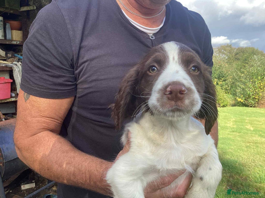 English Springer Spaniel dogs for sale: English Springer Spaniels - Image 3