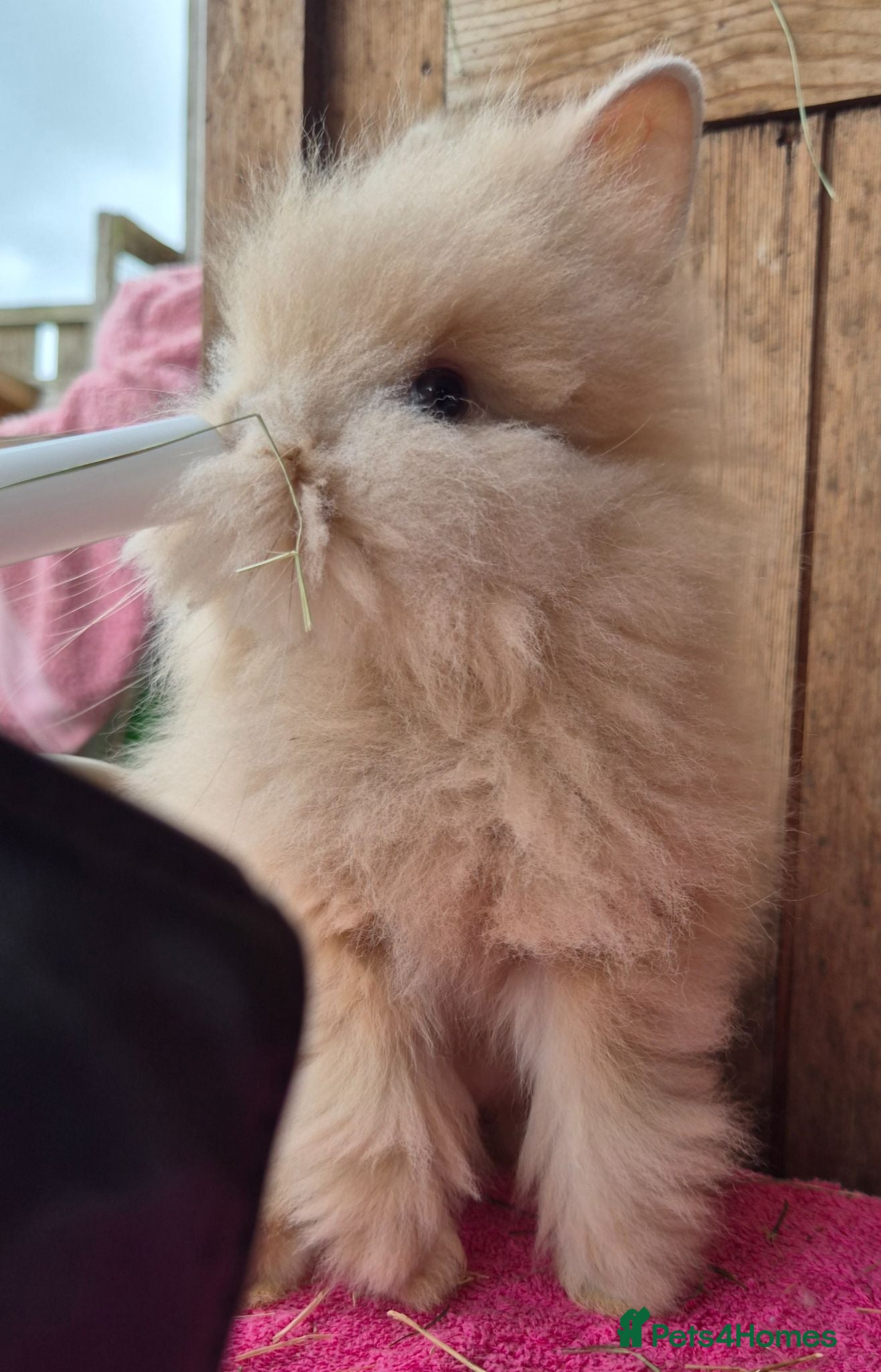 Lionhead rabbits Pure bred double maned Lionhead Buck  - Advert 2