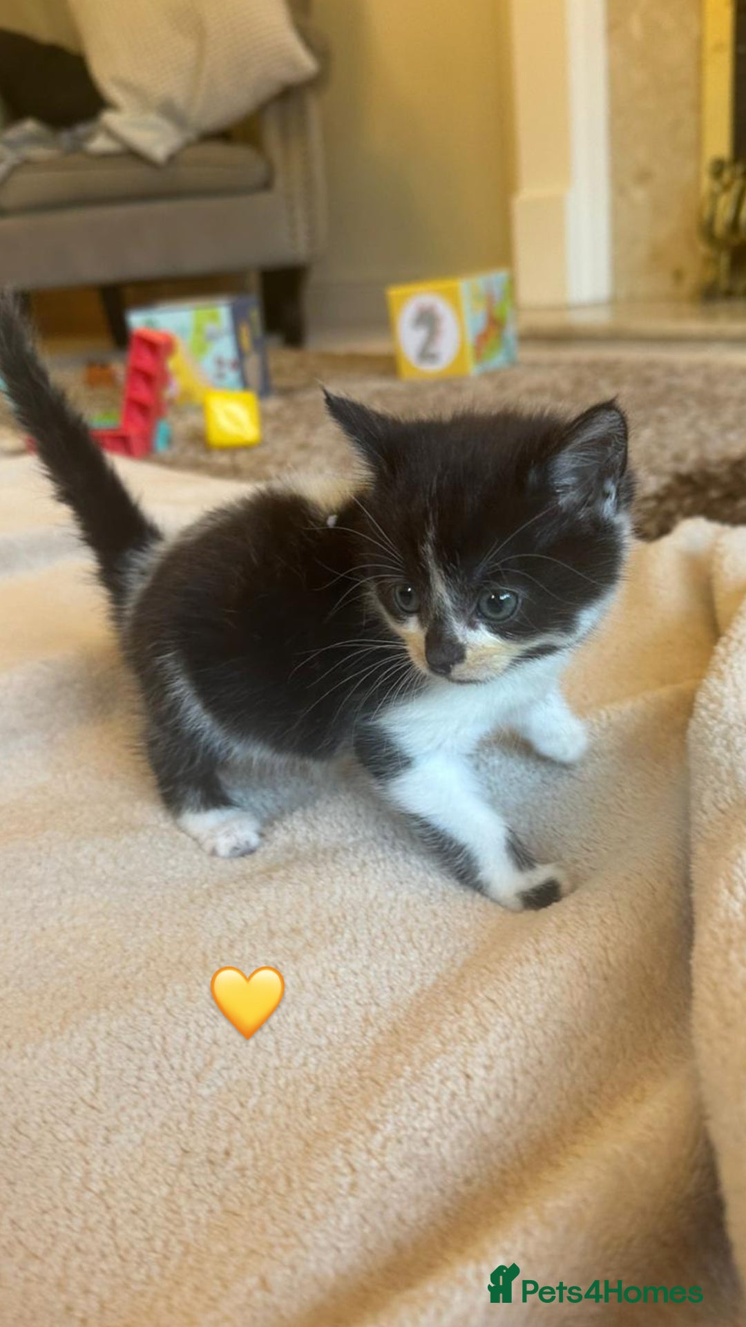 Mixed Breed cats for sale:  Beautiful Mixed-Breed Kittens🐾 - Image 8