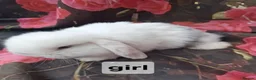 Mini Lop rabbits for sale: Mini lop babies - Advert 4
