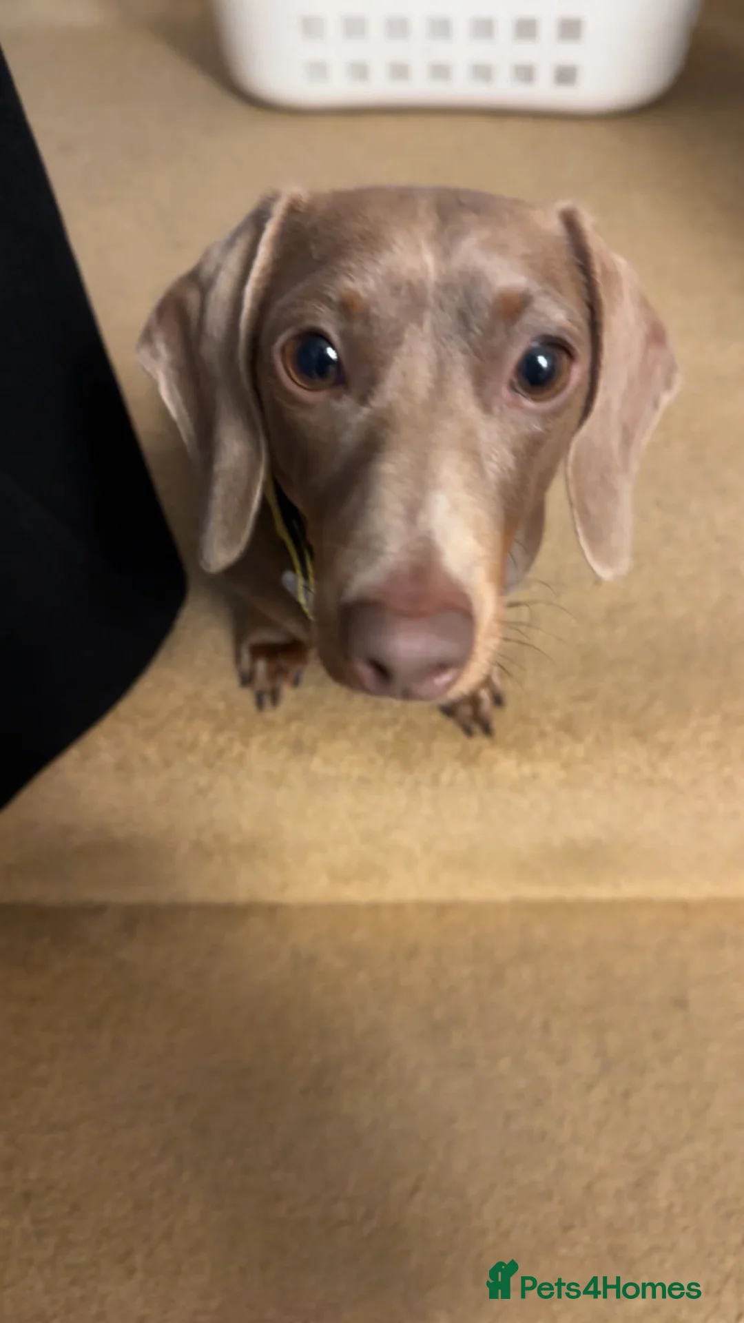 Dachshund dogs for sale: Miniature Dachsund  - Advert 2
