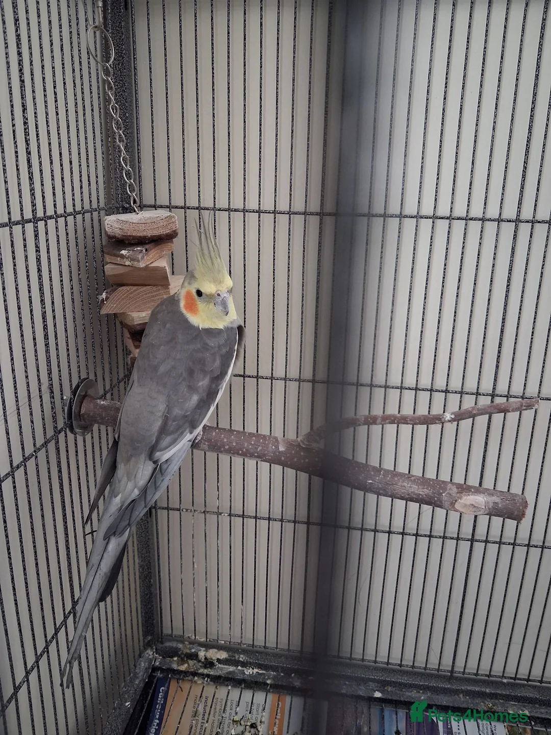 Cockatiels birds for sale: Cocktiel for sale  in Rugby - Advert 1