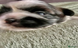 Shih Tzu dogs for sale: Adorable Imperial Shih Tzu Puppies - Image 26