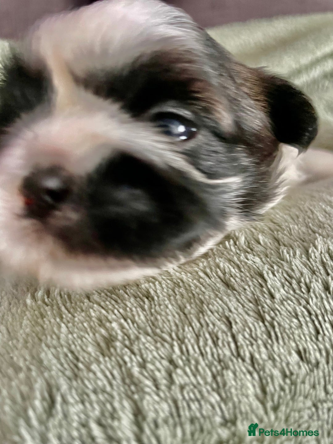 Shih Tzu dogs for sale: Adorable Imperial Shih Tzu Puppies - Image 26