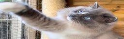 Ragdoll cats for sale: Registered Sepia ragdolls (cherubim's)  - Advert 10