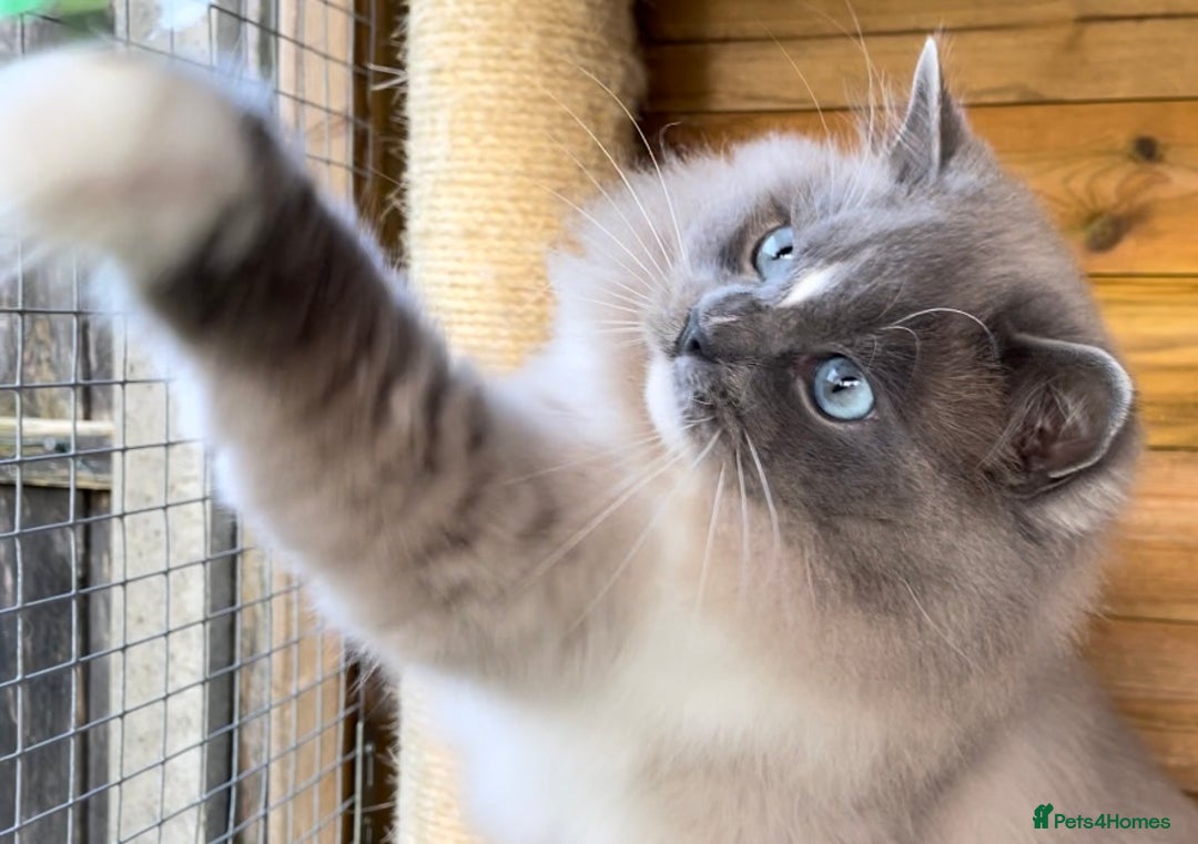 Ragdoll cats for sale: Registered Sepia ragdolls (cherubim's)  - Advert 10