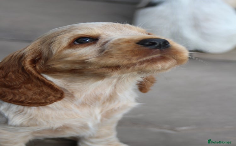 Cocker Spaniel dogs - Advert 11