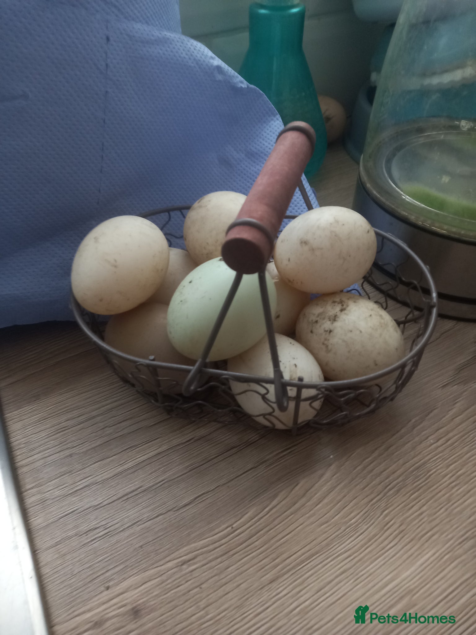 Ducks poultry Rare Duck Hatching Eggs £1.50 each - Advert 1