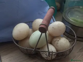 Ducks poultry Fertile - Duck Hatching Eggs - Advert 1