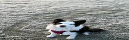 Border Collie dogs for sale: Rehoming our Blu ✨  - Advert 4