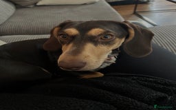 Dachshund dogs for sale: 8 month gorgeous chocolate/tri dachshund girl - Image 8