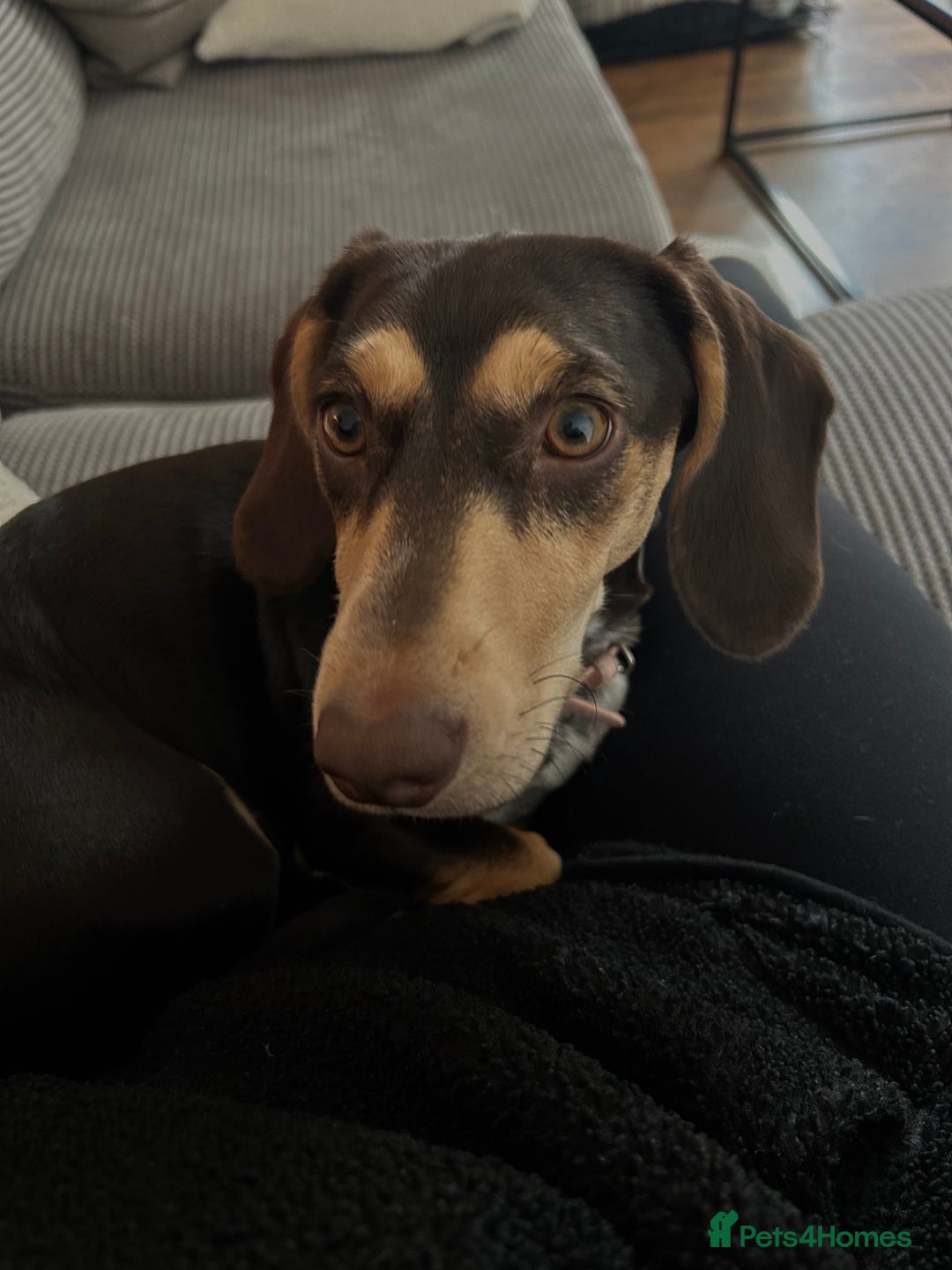 Dachshund dogs for sale: 8 month gorgeous chocolate/tri dachshund girl - Image 8