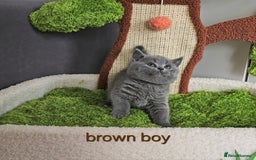 British Shorthair cats for sale: British Shorthair (last girl left) - Image 8