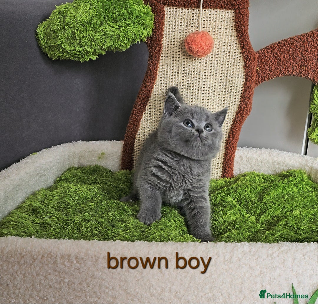 British Shorthair cats for sale: British Shorthair (last girl left) - Image 8