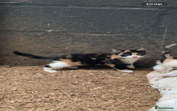 British Shorthair cats for sale: Gorgeous female kittens ready now - Image 3