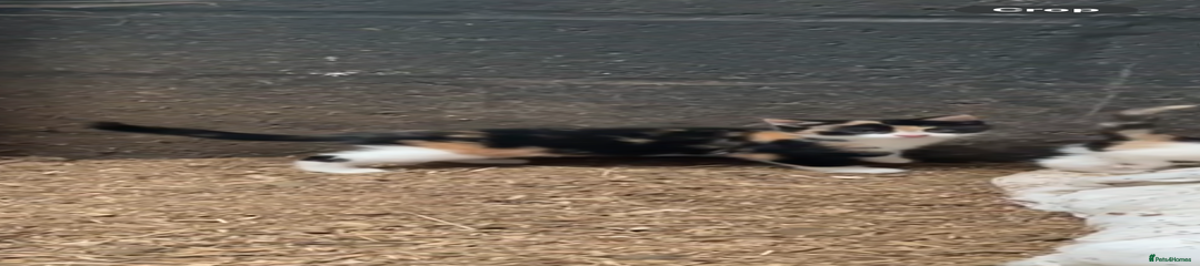 British Shorthair Kitten 1