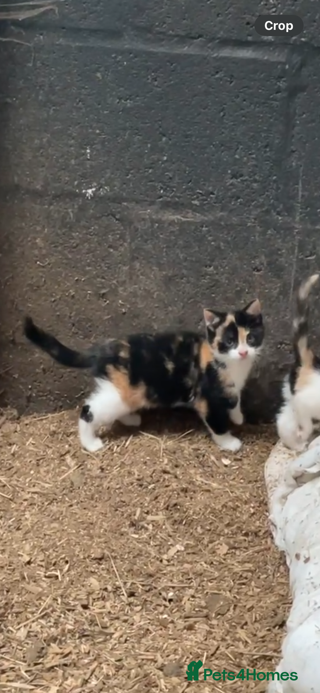 British Shorthair cats for sale: Gorgeous female kittens ready now - Image 3