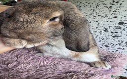French Lop rabbits for sale: Purebreed French Lop Girl for sale  - Advert 7