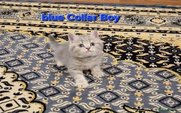 British Shorthair cats for sale: Beautiful BSH Kittens - Image 4