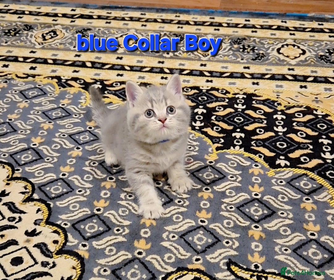British Shorthair cats for sale: Beautiful BSH Kittens - Image 4