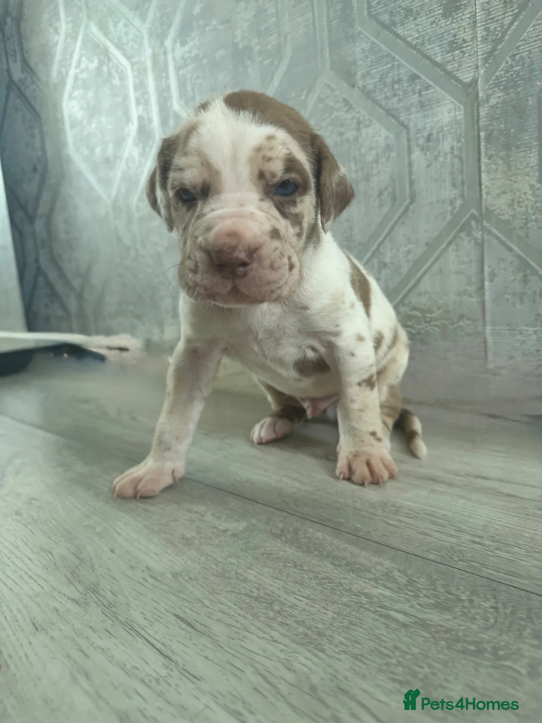 Mixed Breed dogs for sale: ✨Amazing cane corso x Bandog ✨ - Advert 15