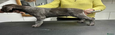 German Wirehaired Pointer purple boy