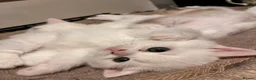 Scottish Fold cats for sale: 🐾Scottish Fold Kittens 🐾  White Little Angels - Advert 15