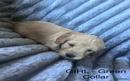 Cockapoo dogs for sale: GORGEOUS LITTER OF COCKAPOO’S - Advert 7