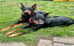 Dobermann dogs for sale: Doberman pups - Advert 17