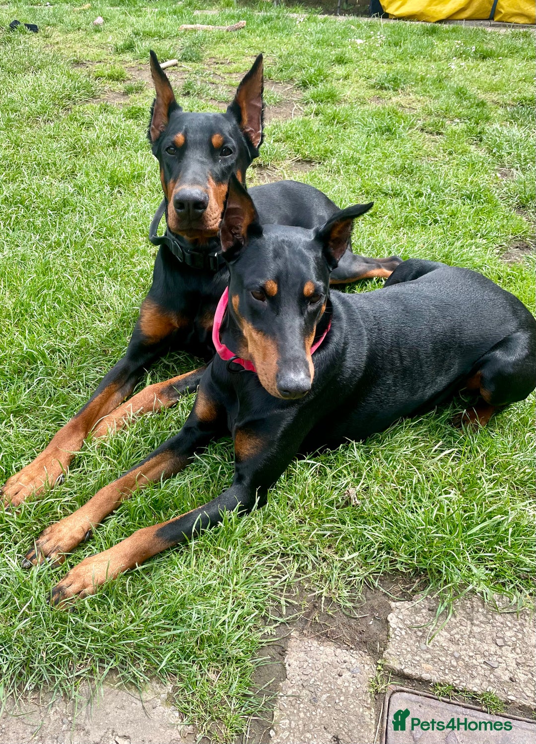 Dobermann dogs for sale: Doberman pups - Advert 17